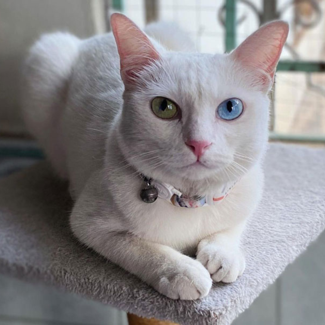 The Heart-Stealer: A Khao Manee Cat